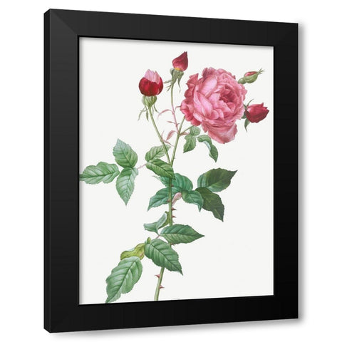 Provence Rose, Rosa indica Black Modern Wood Framed Art Print by Redoute, Pierre Joseph