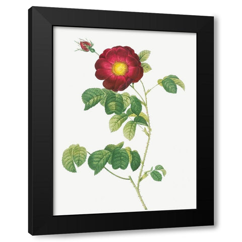 Simple Flowered French Rose, Rosa reclinata flore simplici Black Modern Wood Framed Art Print by Redoute, Pierre Joseph