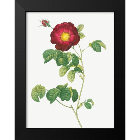Simple Flowered French Rose, Rosa reclinata flore simplici Black Modern Wood Framed Art Print by Redoute, Pierre Joseph