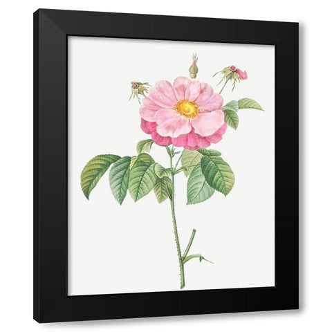 Marbled or speckled Provins rose, Rosa gallica flore marmoreo Black Modern Wood Framed Art Print by Redoute, Pierre Joseph