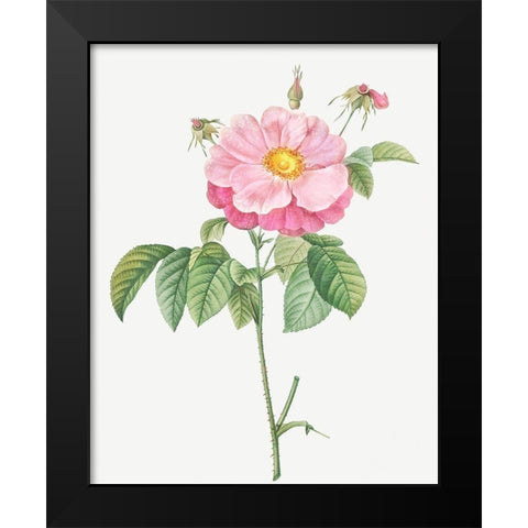 Marbled or speckled Provins rose, Rosa gallica flore marmoreo Black Modern Wood Framed Art Print by Redoute, Pierre Joseph