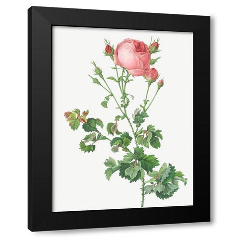 Celery Leaved Variety of Cabbage Rose, Rosa centifolia bipinnata Black Modern Wood Framed Art Print by Redoute, Pierre Joseph