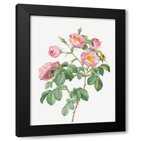Tomentose Rose, Rosebush with Soft Leaves, Rosa mollissima Black Modern Wood Framed Art Print with Double Matting by Redoute, Pierre Joseph