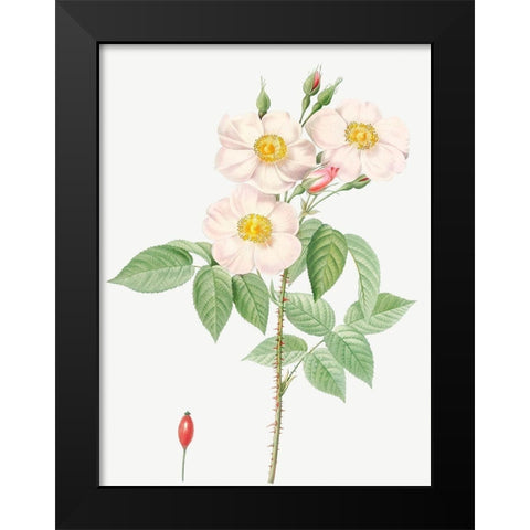 Damask Rose, Rosewood Rose Petal, Rosa damascena Black Modern Wood Framed Art Print by Redoute, Pierre Joseph