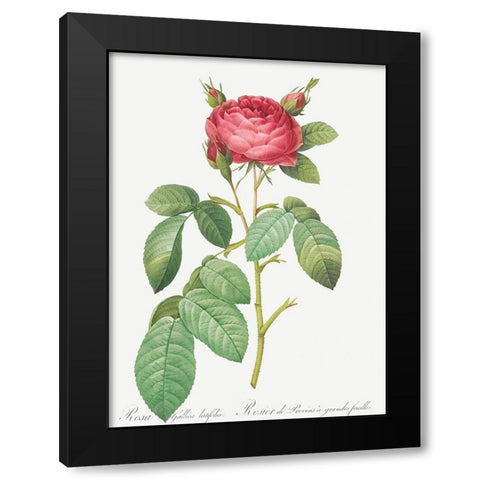 Gallic Rose, Rose of Provins with Large Leaves, Rosa gallica latifolia Black Modern Wood Framed Art Print by Redoute, Pierre Joseph