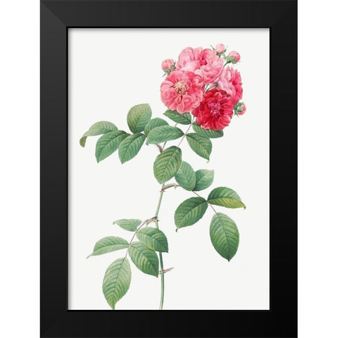 Seven Sisters Roses, Multiflora Rose with Large Leaves, Rosa multiflora platyphylla Black Modern Wood Framed Art Print by Redoute, Pierre Joseph