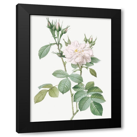 Autumn Damask Rose, Rosebush of the Four Seasons with White Flowers, Rosa bifera alba Black Modern Wood Framed Art Print with Double Matting by Redoute, Pierre Joseph
