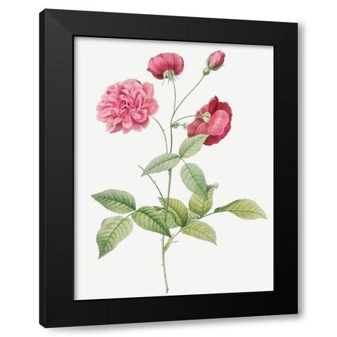 China Rose, Bengal Animating, Rosa indica dichotoma Black Modern Wood Framed Art Print by Redoute, Pierre Joseph