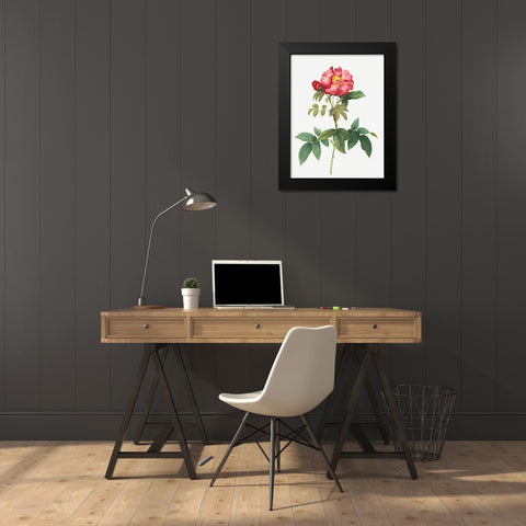 Bluish Leaved Provins Rose, Rosa gallica caerulea Black Modern Wood Framed Art Print by Redoute, Pierre Joseph