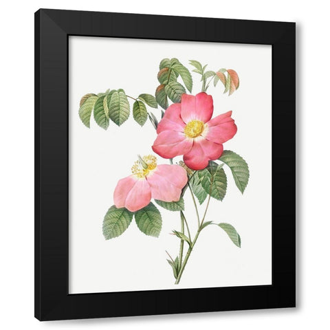 Pink French Rose, Provins Rosebush with Pink and Simple Flowers Black Modern Wood Framed Art Print by Redoute, Pierre Joseph