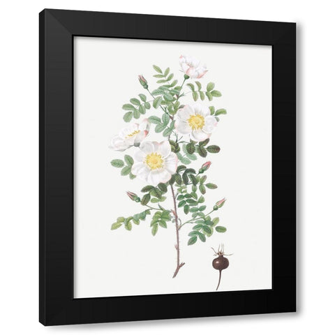 Burnet Rose, Rosa pimpinellifolia Black Modern Wood Framed Art Print with Double Matting by Redoute, Pierre Joseph