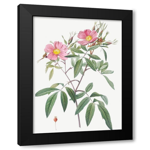 Swamp Rose, Hudson Rose with Willow Leaves, Rosa hudsoniana salicifolia Black Modern Wood Framed Art Print by Redoute, Pierre Joseph