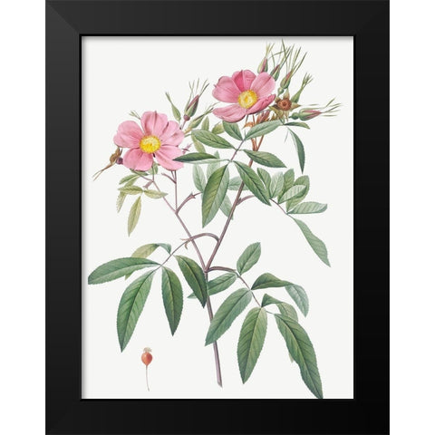 Swamp Rose, Hudson Rose with Willow Leaves, Rosa hudsoniana salicifolia Black Modern Wood Framed Art Print by Redoute, Pierre Joseph
