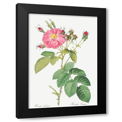 Harsh Downy Rose, Cotton Rose, Rosa tomentosa Black Modern Wood Framed Art Print by Redoute, Pierre Joseph