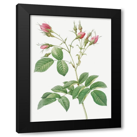 Evrats Rose with Crimson Buds, Rosa evratina Black Modern Wood Framed Art Print with Double Matting by Redoute, Pierre Joseph