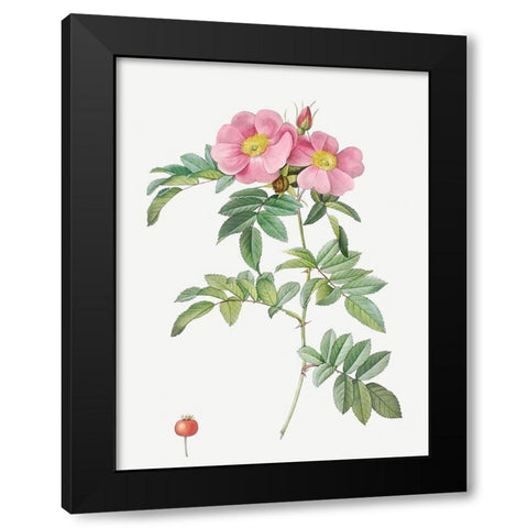 Rosa lucida, Shining Rose Black Modern Wood Framed Art Print with Double Matting by Redoute, Pierre Joseph