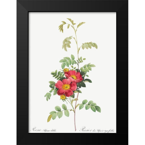 Alpine Rose, Rosebush of Alpes with Weak Stems, Rosa alpina debilis Black Modern Wood Framed Art Print by Redoute, Pierre Joseph