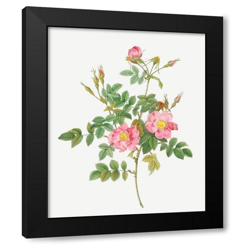 Sweet Briar, Rusty Rose with Semi-Double Flowers, Rosa rubiginosa flore semi-pleno Black Modern Wood Framed Art Print by Redoute, Pierre Joseph