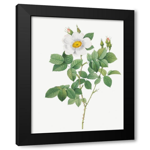Twin Flowered White Rose, Rosebush with Geminate Flowers, Rosa geminata Black Modern Wood Framed Art Print by Redoute, Pierre Joseph