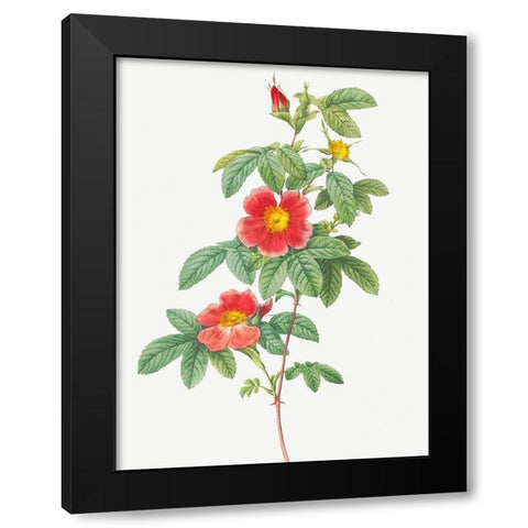 Rosa majalis, Single May Rose, Rosa Cinnamomea flore simplici Black Modern Wood Framed Art Print by Redoute, Pierre Joseph