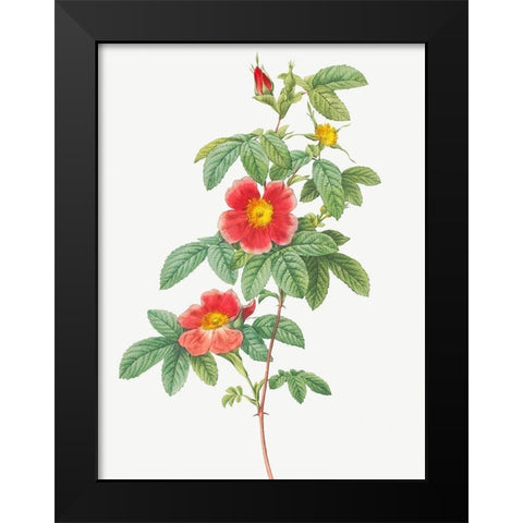 Rosa majalis, Single May Rose, Rosa Cinnamomea flore simplici Black Modern Wood Framed Art Print by Redoute, Pierre Joseph