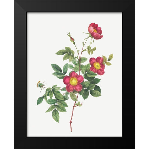 Alpine Rose, Common Alpine Rose Garden, Rosa Alpina vulgaris Black Modern Wood Framed Art Print by Redoute, Pierre Joseph