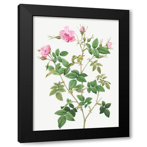 Wild Rose, Rosebush with small flowers, Rosa parviflora Black Modern Wood Framed Art Print with Double Matting by Redoute, Pierre Joseph