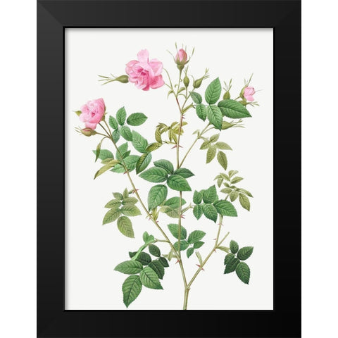 Wild Rose, Rosebush with small flowers, Rosa parviflora Black Modern Wood Framed Art Print by Redoute, Pierre Joseph