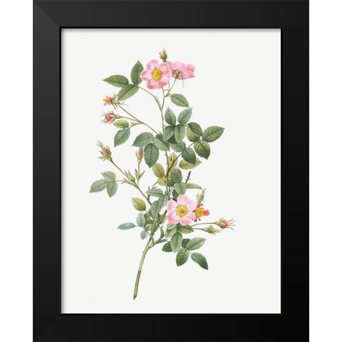 Pale Pink Pompon Rose, Rosa pomponia flore subsimplici Black Modern Wood Framed Art Print by Redoute, Pierre Joseph