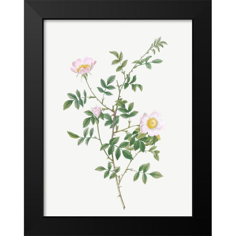 Pink Hedge Rose, Rosa sepium rosea Black Modern Wood Framed Art Print by Redoute, Pierre Joseph