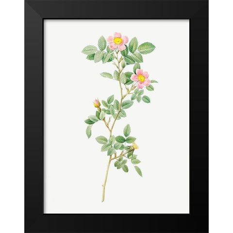 Montezuma Rose Black Modern Wood Framed Art Print by Redoute, Pierre Joseph