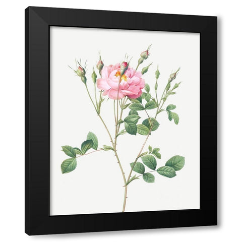 Anemone Flowered Sweetbriar, Rusty Rose with Anemone Flowers Black Modern Wood Framed Art Print by Redoute, Pierre Joseph