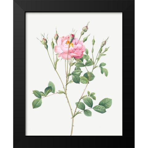 Anemone Flowered Sweetbriar, Rusty Rose with Anemone Flowers Black Modern Wood Framed Art Print by Redoute, Pierre Joseph