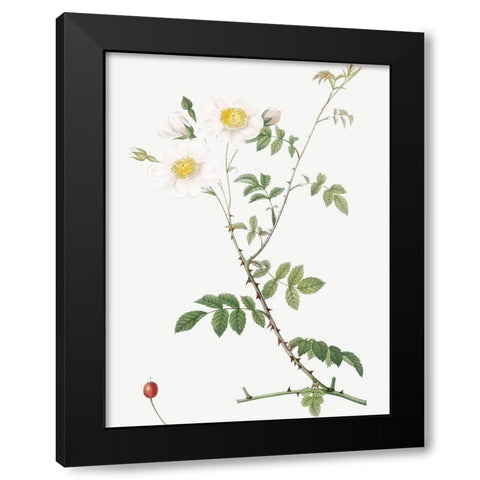 Field Rose, Rosebush with Ovoid Fruits, Rosa arvensis ovata Black Modern Wood Framed Art Print by Redoute, Pierre Joseph