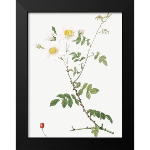 Field Rose, Rosebush with Ovoid Fruits, Rosa arvensis ovata Black Modern Wood Framed Art Print by Redoute, Pierre Joseph