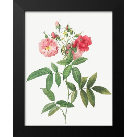 Subcorymbose Hudson Rose, Rosa Hudsoniana Subcorymbosa Black Modern Wood Framed Art Print by Redoute, Pierre Joseph