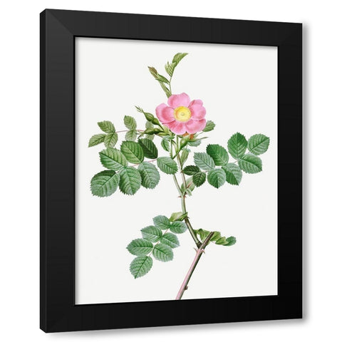Sweet-Brier Rosebush, Rosa rubiginosa cretica Black Modern Wood Framed Art Print with Double Matting by Redoute, Pierre Joseph