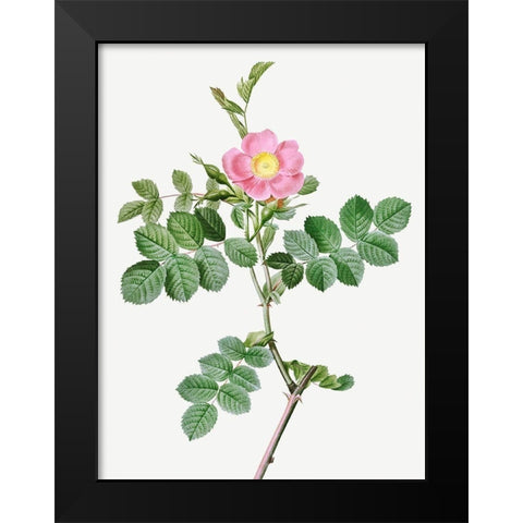 Sweet-Brier Rosebush, Rosa rubiginosa cretica Black Modern Wood Framed Art Print by Redoute, Pierre Joseph
