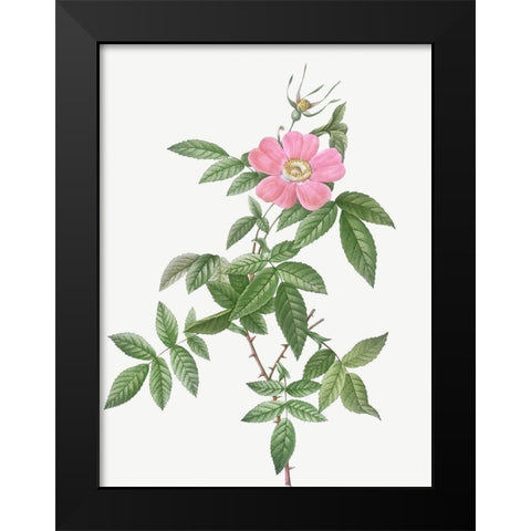 Boursault Rose, Rosa reclinata flore simplici Black Modern Wood Framed Art Print by Redoute, Pierre Joseph