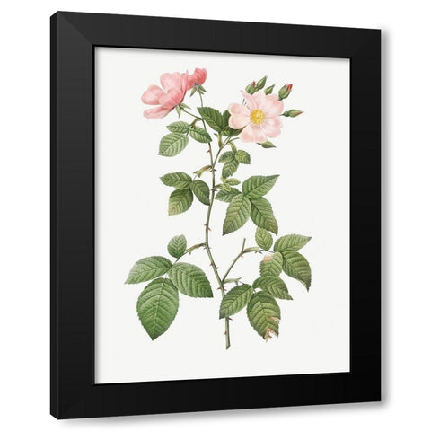 Rosa glauca, Rosebush with Bramble Leaves, Rosa rubifolia Black Modern Wood Framed Art Print by Redoute, Pierre Joseph