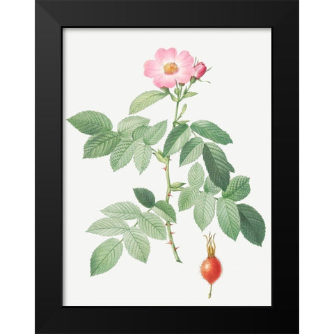 The Apple Rose, Rosa villosa Black Modern Wood Framed Art Print by Redoute, Pierre Joseph