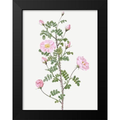 Double Pink Scotch Briar, Red Pimple Rose, Rosa pimpinellifolia rubra Black Modern Wood Framed Art Print by Redoute, Pierre Joseph