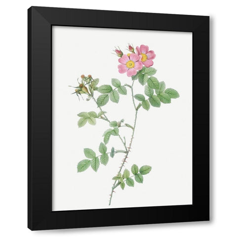 Sweetbriar, Rusty Rose with Three Flowers, Rosa rubiginosa triflora Black Modern Wood Framed Art Print by Redoute, Pierre Joseph