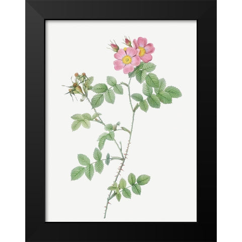Sweetbriar, Rusty Rose with Three Flowers, Rosa rubiginosa triflora Black Modern Wood Framed Art Print by Redoute, Pierre Joseph