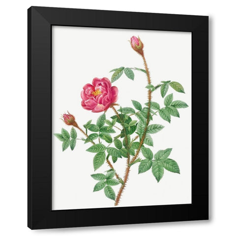 Anemone Flowered Rose Muscosa, Rosa muscosa anemone flora Black Modern Wood Framed Art Print with Double Matting by Redoute, Pierre Joseph