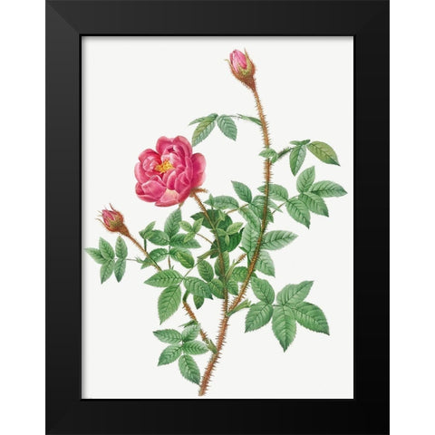 Anemone Flowered Rose Muscosa, Rosa muscosa anemone flora Black Modern Wood Framed Art Print by Redoute, Pierre Joseph