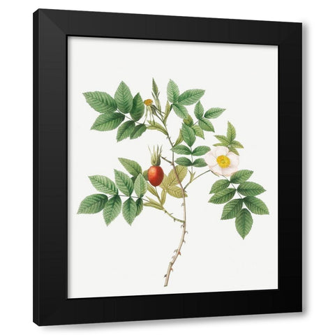 Bidentate Mountain Rose, Mountain Rose with Toothed Leaflets Black Modern Wood Framed Art Print with Double Matting by Redoute, Pierre Joseph