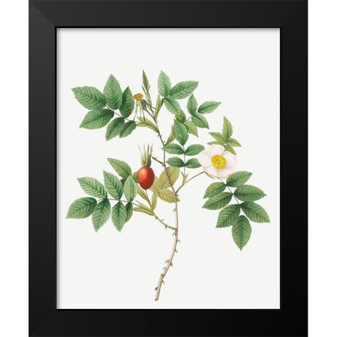 Bidentate Mountain Rose, Mountain Rose with Toothed Leaflets Black Modern Wood Framed Art Print by Redoute, Pierre Joseph