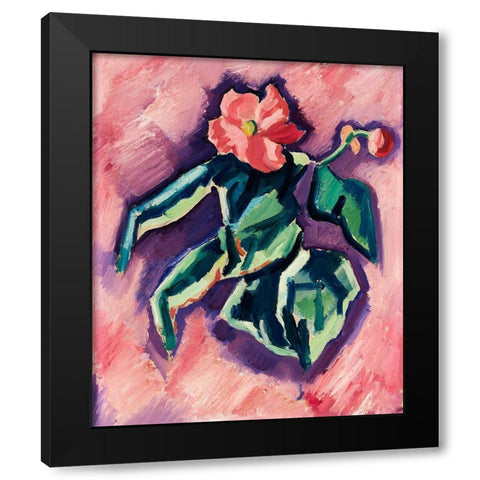 Pink Begonias Black Modern Wood Framed Art Print with Double Matting by Hartley, Marsden