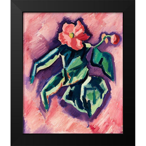 Pink Begonias Black Modern Wood Framed Art Print by Hartley, Marsden